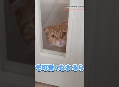 【マンチカン】ドアのガラスから覗く短足猫 【犬と猫、両方飼ってると毎日かわいい♥】