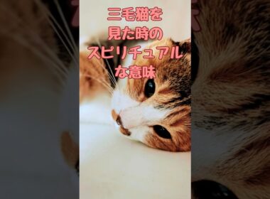 三毛猫を見た時のスピリチュアルな意味  #猫 #猫雑学  #catshorts #shorts