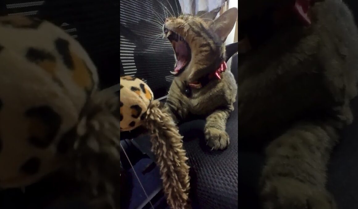 みーちゃんまとｍ20251026 #cat #ネコ