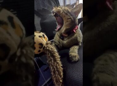 みーちゃんまとｍ20251026 #cat #ネコ