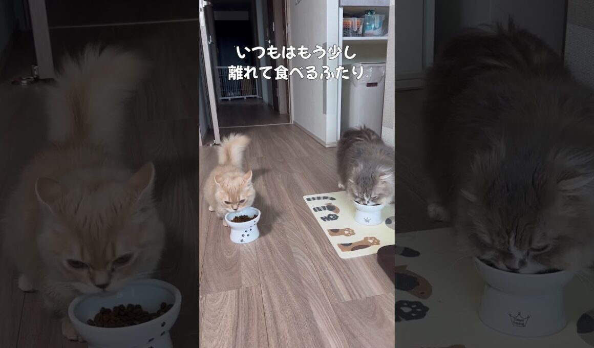 ふたり並んでごはんタイム！#子猫 #猫 #癒し #かわいい #動物 #ペット #成長記録 #心が和む #shorts #kitten  #cat #munchkin