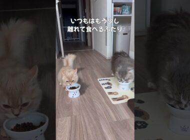 ふたり並んでごはんタイム！#子猫 #猫 #癒し #かわいい #動物 #ペット #成長記録 #心が和む #shorts #kitten  #cat #munchkin