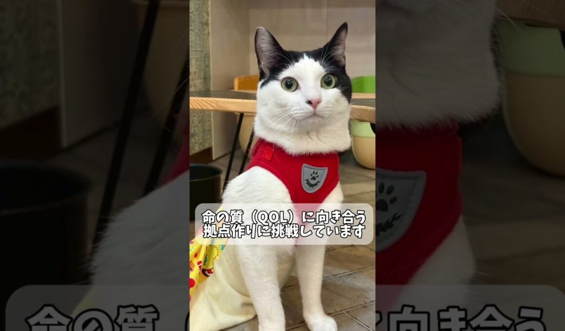 ちびびからのお願い🐾 日本一やさしいシェルターを目指して#ネコリパ #保護猫 #譲渡会 #cat #猫カフェ #short