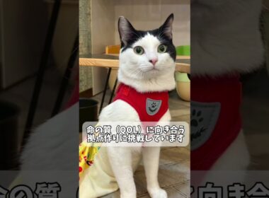 ちびびからのお願い🐾 日本一やさしいシェルターを目指して#ネコリパ #保護猫 #譲渡会 #cat #猫カフェ #short