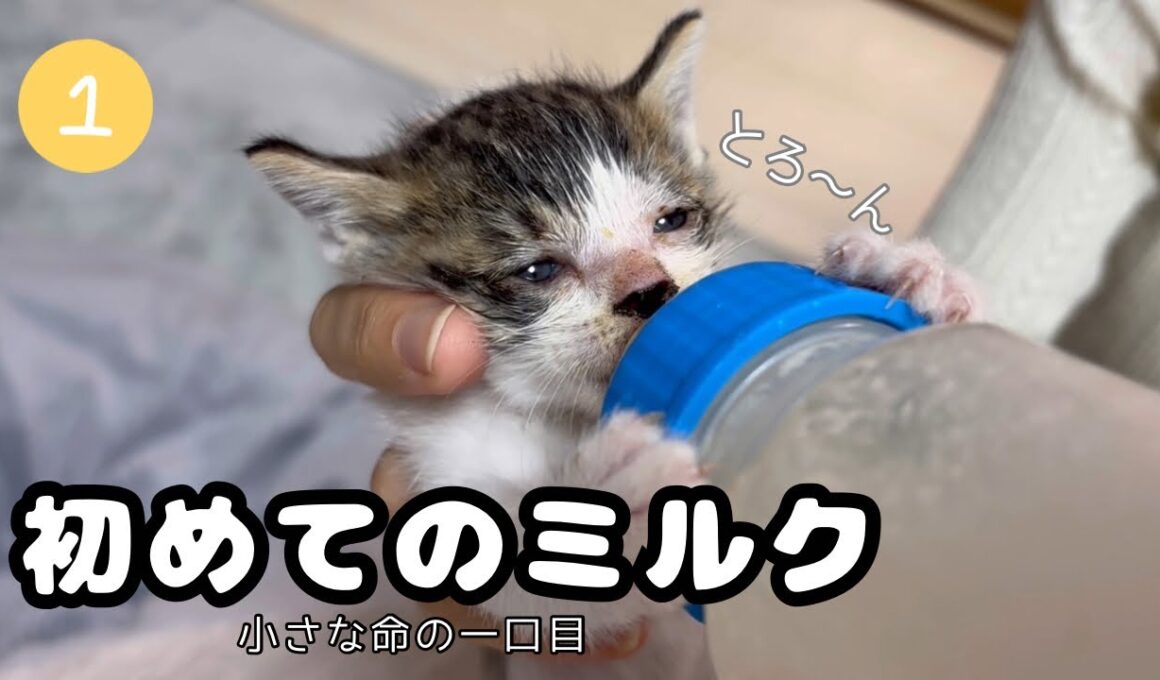 【子猫日記1】保護した子猫が初めてミルクを飲んだ日🍼生後1週間