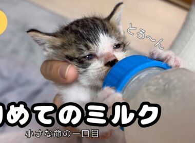 【子猫日記1】保護した子猫が初めてミルクを飲んだ日🍼生後1週間