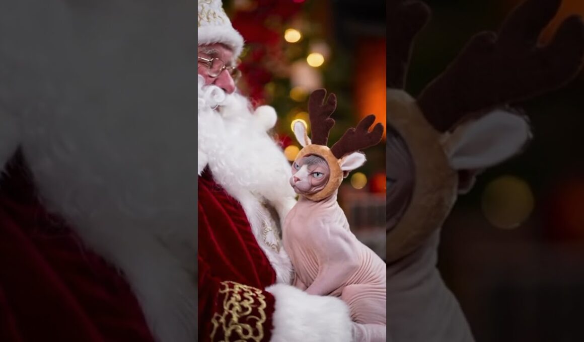 Sphynx Cat Meets Santa!🎅😹 Cutest Christmas Moment Ever | Funny Hairless Cat Holiday Short #SphynxCat