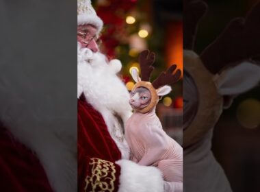 Sphynx Cat Meets Santa!🎅😹 Cutest Christmas Moment Ever | Funny Hairless Cat Holiday Short #SphynxCat