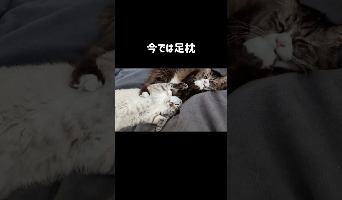 元野良猫くう｜先住猫との仲良し寝姿５選｜みんなに可愛がれらて枕になったり枕にしたり