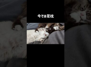 元野良猫くう｜先住猫との仲良し寝姿５選｜みんなに可愛がれらて枕になったり枕にしたり