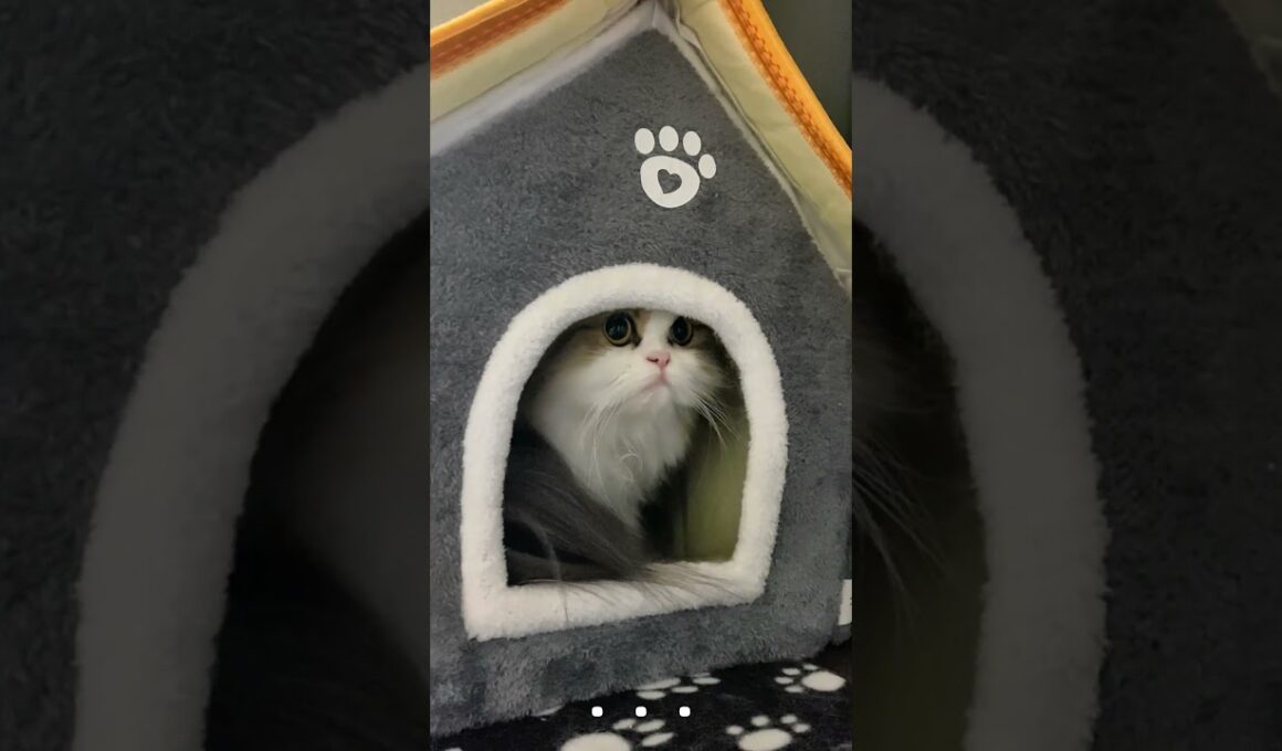 猫ちゃんハウスの高速移動