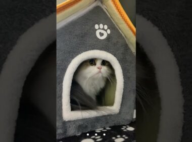 猫ちゃんハウスの高速移動