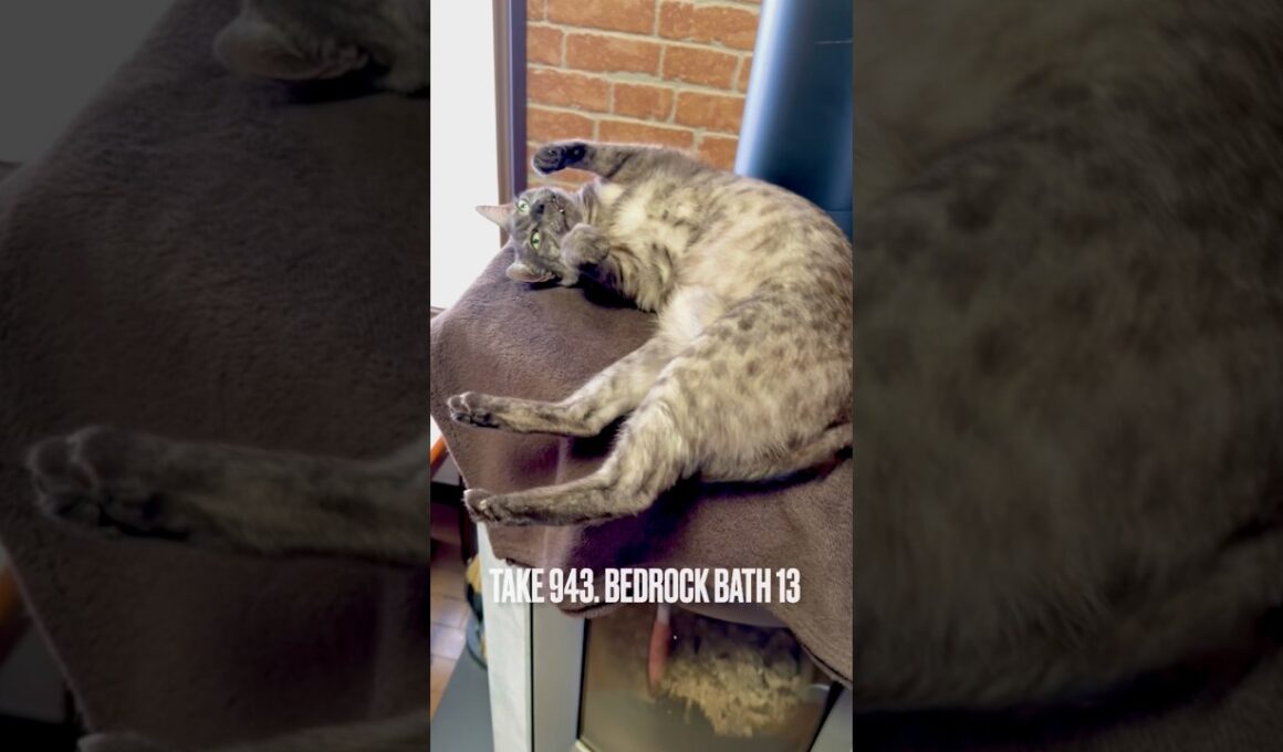 お寛ぎのところすみませんが #落ちますよ #岩盤浴 #薪ストーブライフ #余熱利用 #エコライフ #egyptianmaucat #エジプシャンマウ #エジプシャンマウスモーク #shorts