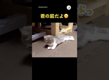 出どころは君だよ🤭｜PECO