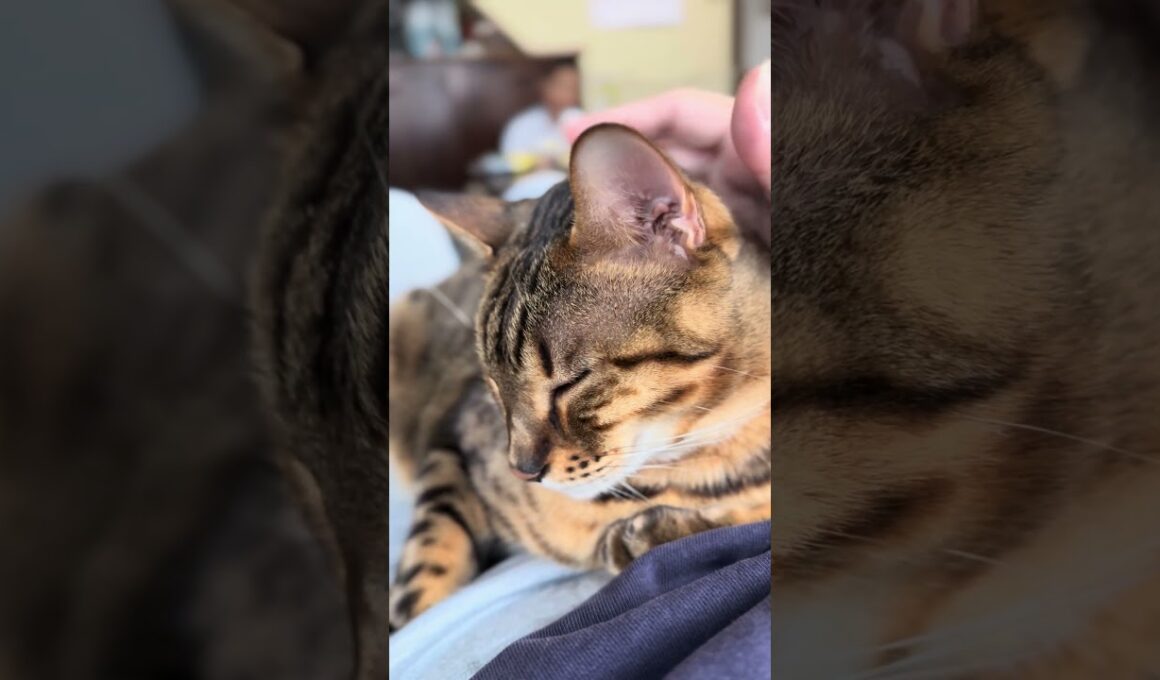 【ベンガルのメレブ】ベンガルをナデよう‼️4K