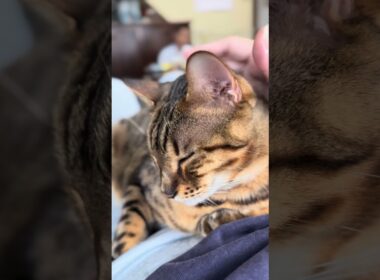 【ベンガルのメレブ】ベンガルをナデよう‼️4K