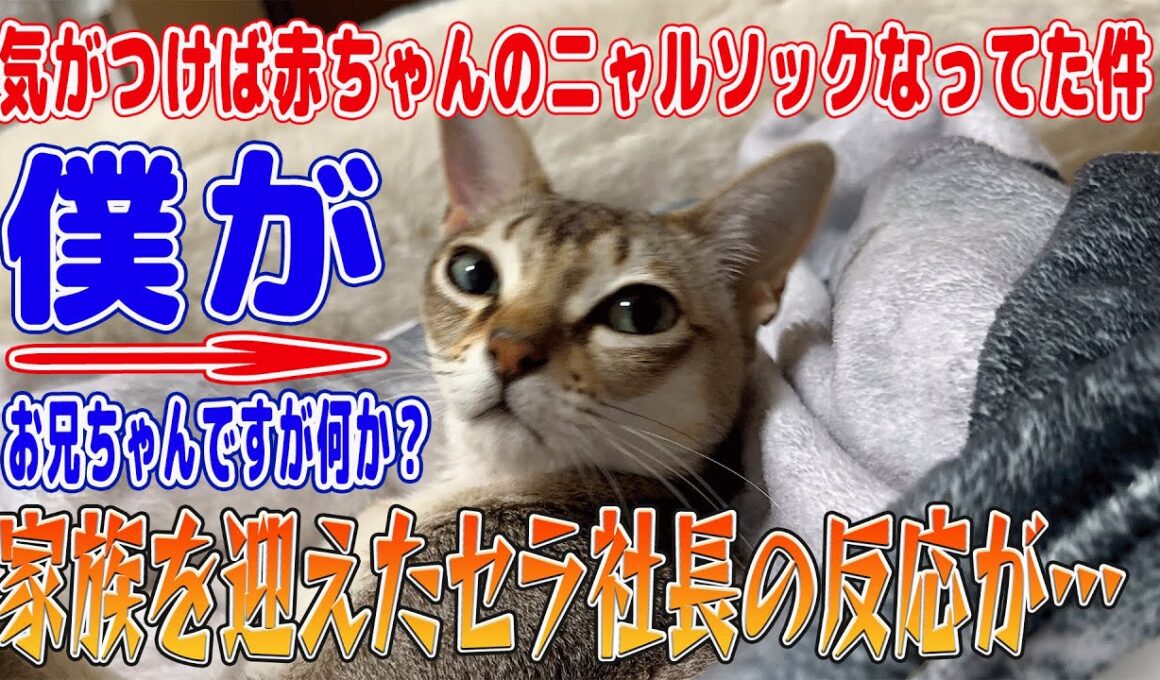 【シンガプーラ】家族を迎えたセラ社長の反応が…飼い主の赤ちゃんを警戒してた猫が気づいたら赤ちゃんのニャルソックになってたのがこちらの猫です！