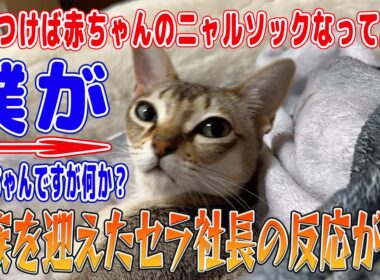 【シンガプーラ】家族を迎えたセラ社長の反応が…飼い主の赤ちゃんを警戒してた猫が気づいたら赤ちゃんのニャルソックになってたのがこちらの猫です！