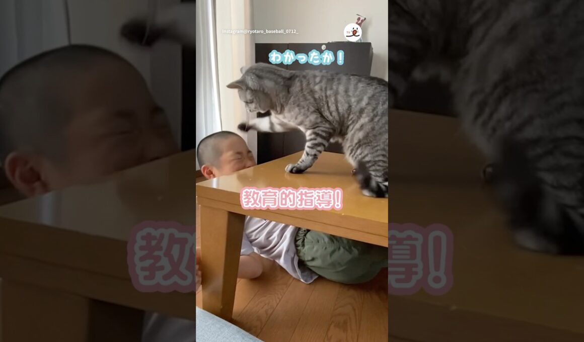 一個下の人間の弟を指導する猫さん｜PECO #サバトラ #猫 #愛猫家 #猫のいる暮らし #猫動画 #silvertabby #cat #catlover #catlife #catvideos