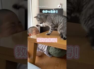 一個下の人間の弟を指導する猫さん｜PECO #サバトラ #猫 #愛猫家 #猫のいる暮らし #猫動画 #silvertabby #cat #catlover #catlife #catvideos