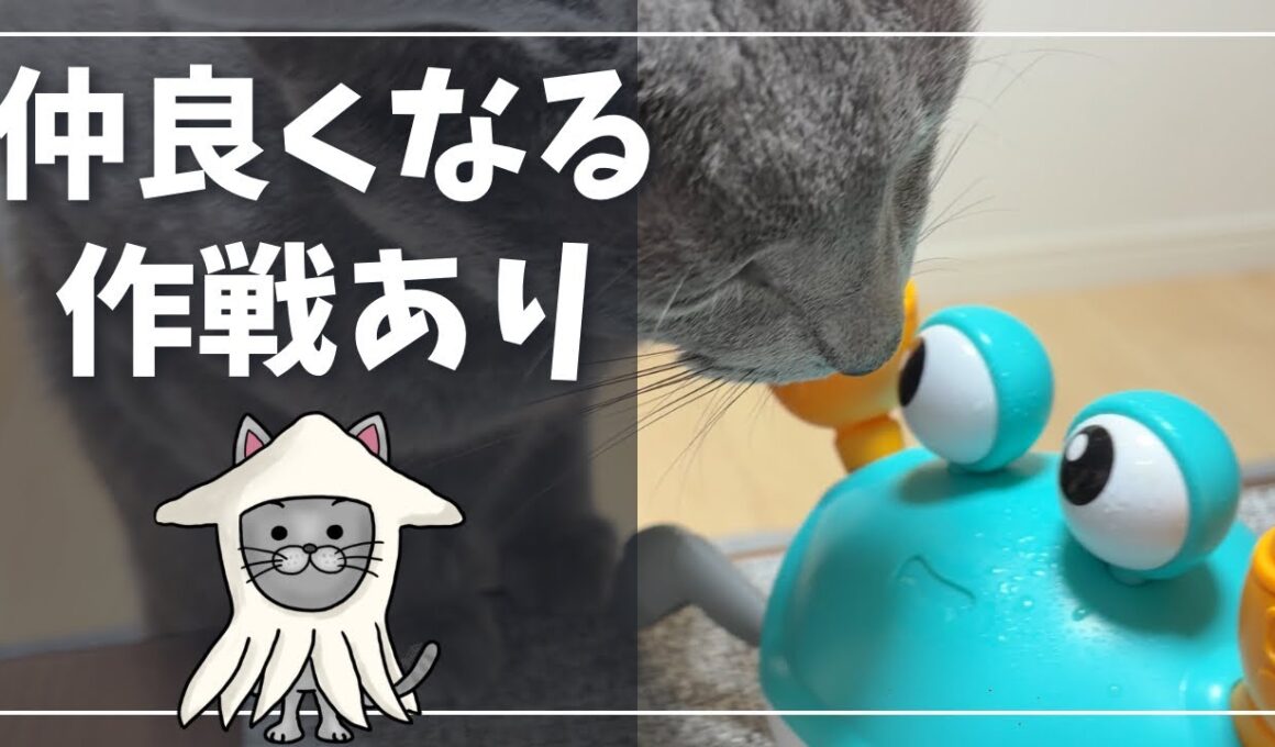 動くカニと猫の微妙な距離感がかわいすぎるｗ【ロシアンブルー】猫