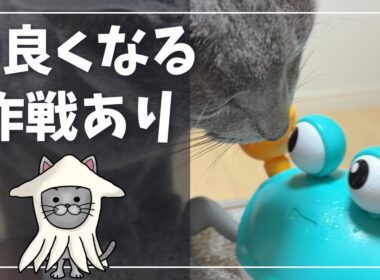 動くカニと猫の微妙な距離感がかわいすぎるｗ【ロシアンブルー】猫