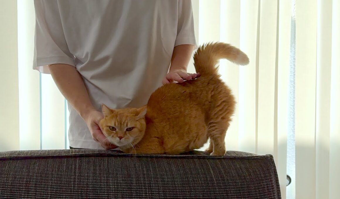 飼い主への甘え方が200点の甘えん坊ねこ。