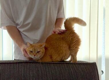 飼い主への甘え方が200点の甘えん坊ねこ。