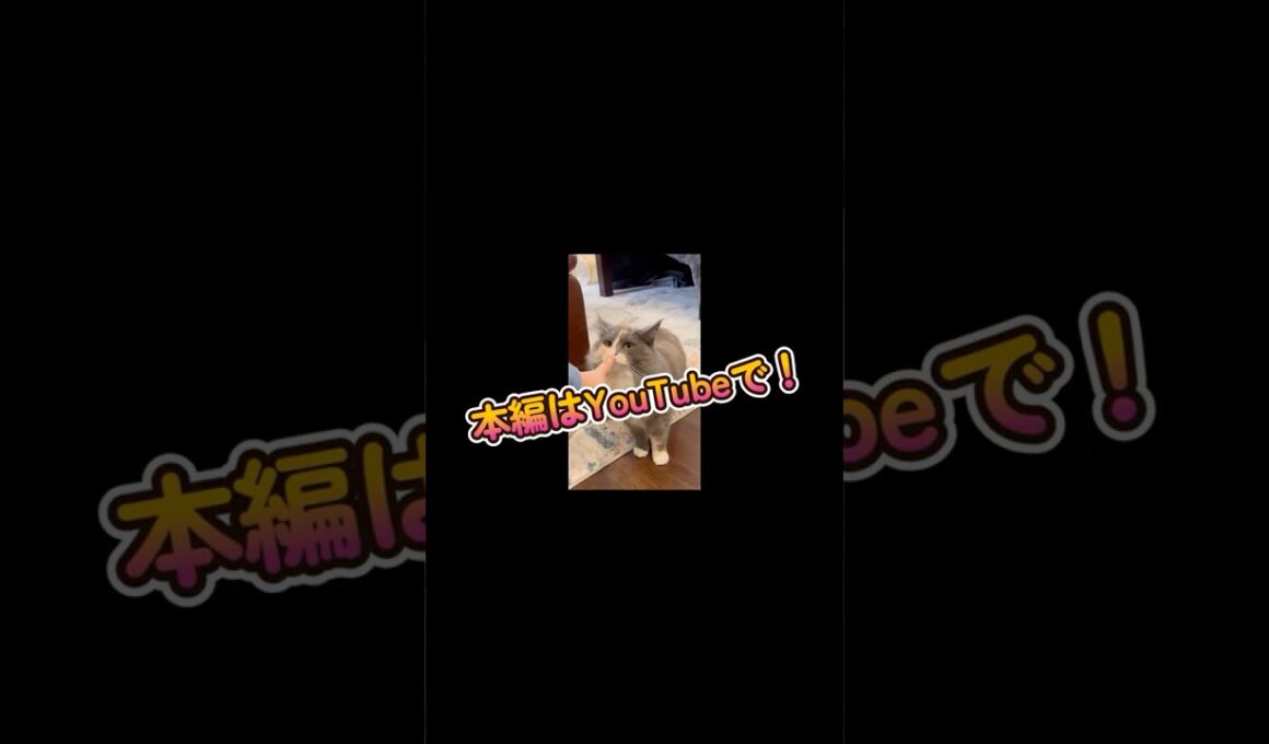 新しい家族が増えました！ #shorts #新しい家族 #保護猫 #ノルウェージャンフォレストキャット #cat #ねこ #猫のいる暮らし