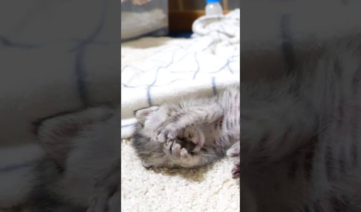眠たくなった子猫がお顔を隠す。 #gatto #kitten #cat #meow