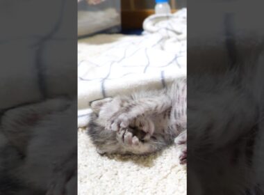 眠たくなった子猫がお顔を隠す。 #gatto #kitten #cat #meow