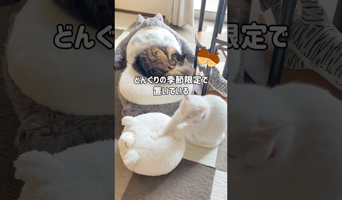 トトロのぬいぐるみが大好きな先輩猫と「あなた誰？」と警戒する末っ子猫