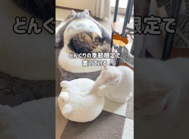 トトロのぬいぐるみが大好きな先輩猫と「あなた誰？」と警戒する末っ子猫