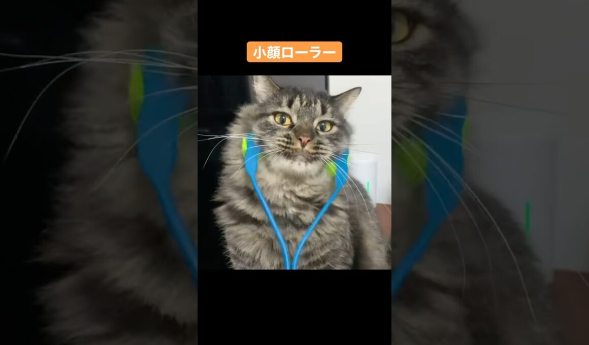 小顔ローラーを堪能する猫#猫 #cat #サイベリアン #小顔ローラー
