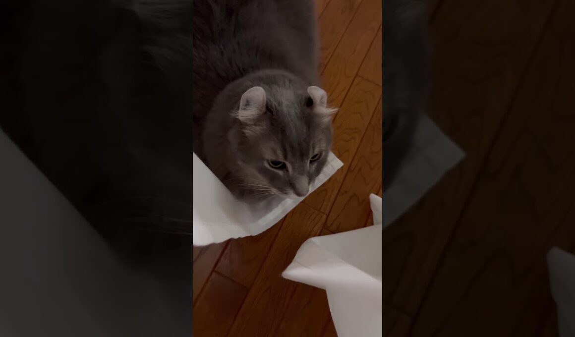 カールくんはみた #ねこ動画 #アメリカンカール #ねこ