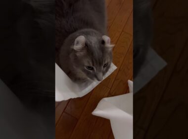 カールくんはみた #ねこ動画 #アメリカンカール #ねこ