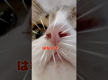 【保護猫】はなくそでてる猫