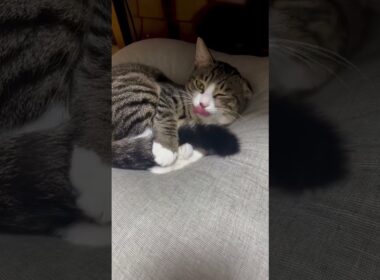 The taste of a cat’s tail, even better than oxtail?! 😹😹😹