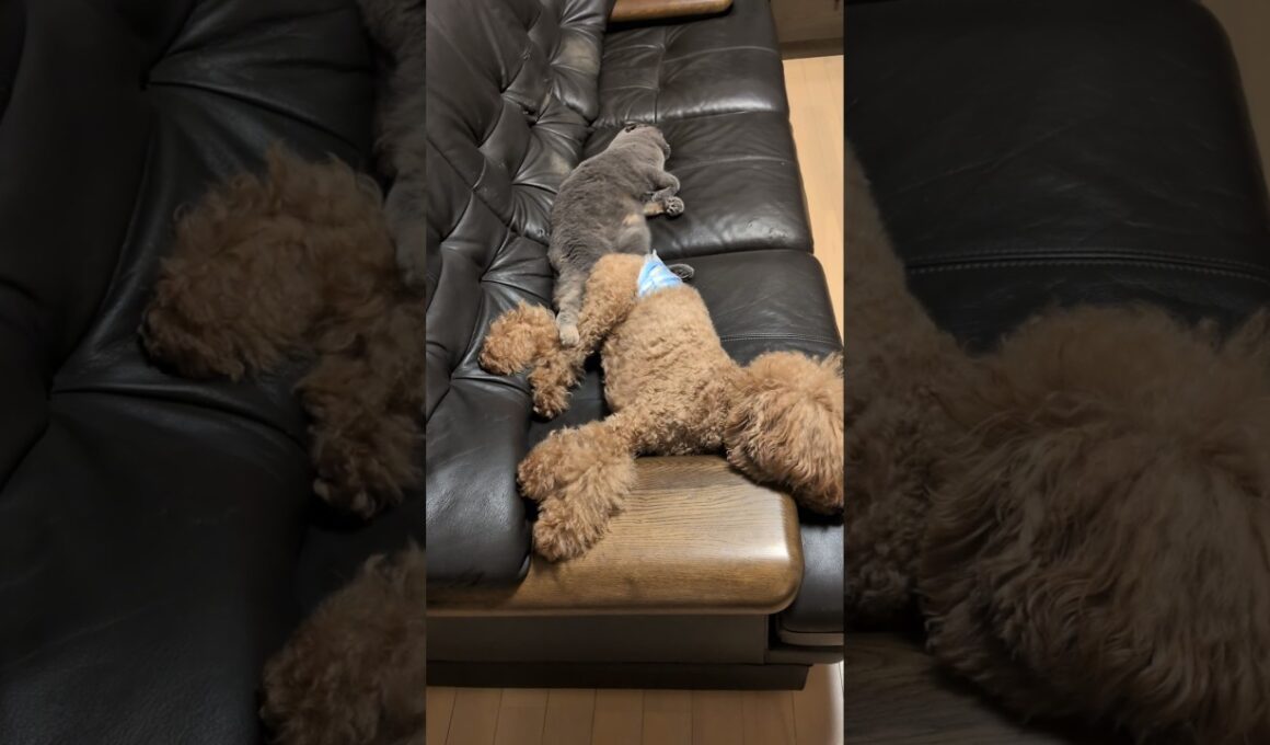 🐾コラボ🐱♥ collaboration#トイプードル #スコティッシュフォールド#shorts