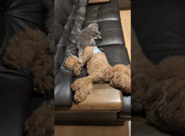 🐾コラボ🐱♥ collaboration#トイプードル #スコティッシュフォールド#shorts