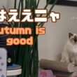 バーマン猫ラフ【秋はええニャ】Autumn is good(バーマン猫)Birman/Cat