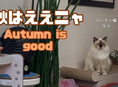 バーマン猫ラフ【秋はええニャ】Autumn is good（バーマン猫）Birman/Cat