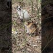 三毛猫ハートちゃん2号とシャムの子ネコのパンダくん、竹やぶの中