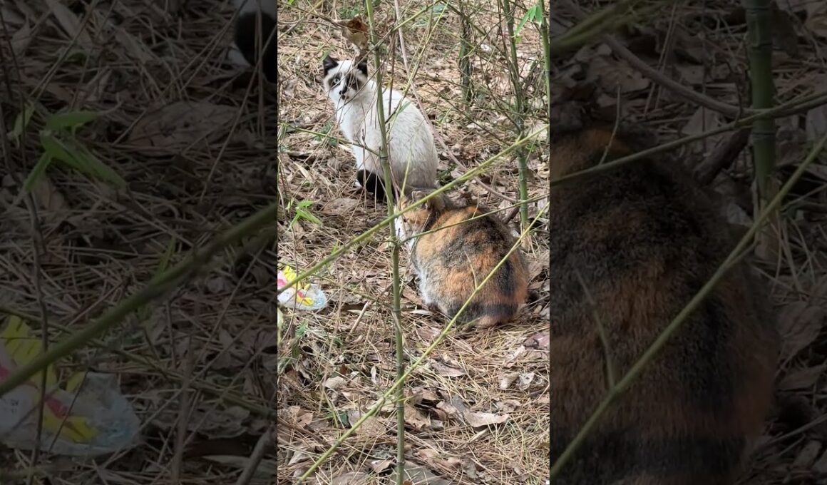 三毛猫ハートちゃん2号とシャムの子ネコのパンダくん、竹やぶの中