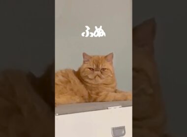 みんなのアイドルねこ💖エキゾチックショートヘア #エキゾチックショートヘアー #猫 #shorts