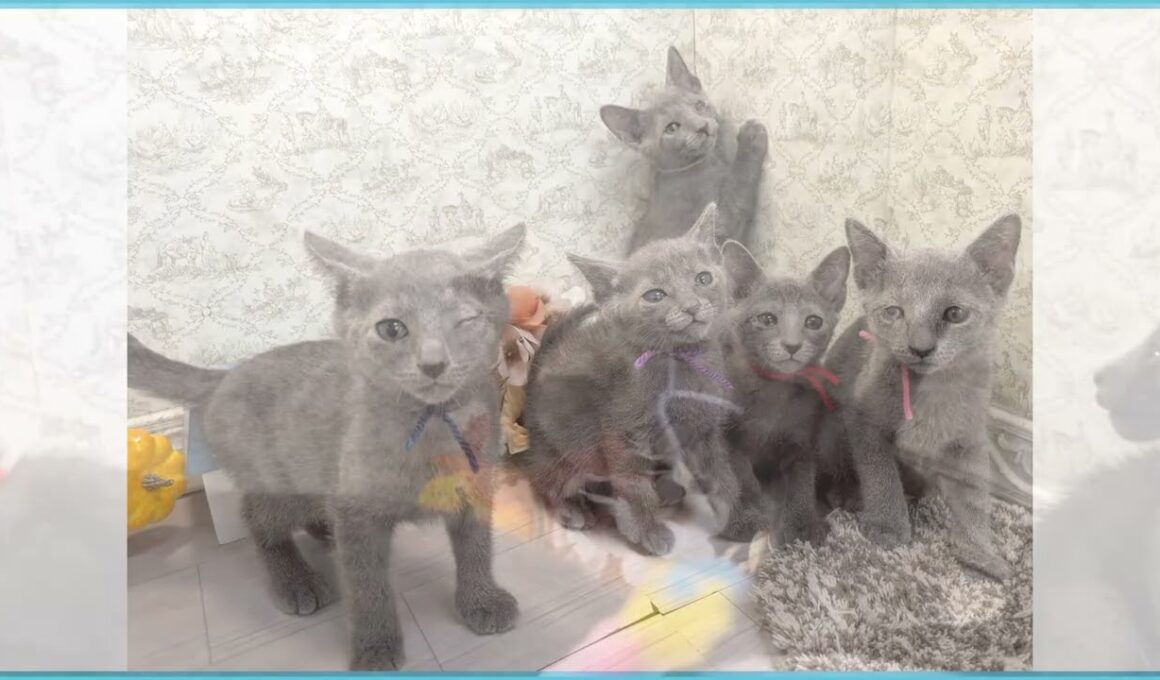 Coo&RIKU　No.00736288 ロシアンブルー