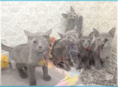 Coo&RIKU　No.00736288 ロシアンブルー