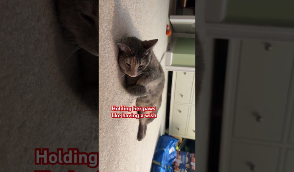 Cat Holding Her Paws Like Making a Wish – Sweet and Peaceful Moment