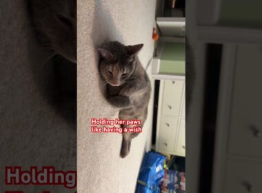 Cat Holding Her Paws Like Making a Wish – Sweet and Peaceful Moment