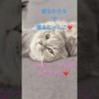 まったり中のスコティッシュのうたちゃん♡変な形で寝てて笑える😂#猫のいる暮らし #猫好きさんと繋がりたい